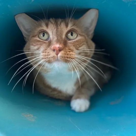 A young medium-sized female Tabby (Orange / Red) Domestic Short Hair cat named Ruby for adoption in Manassas, VA