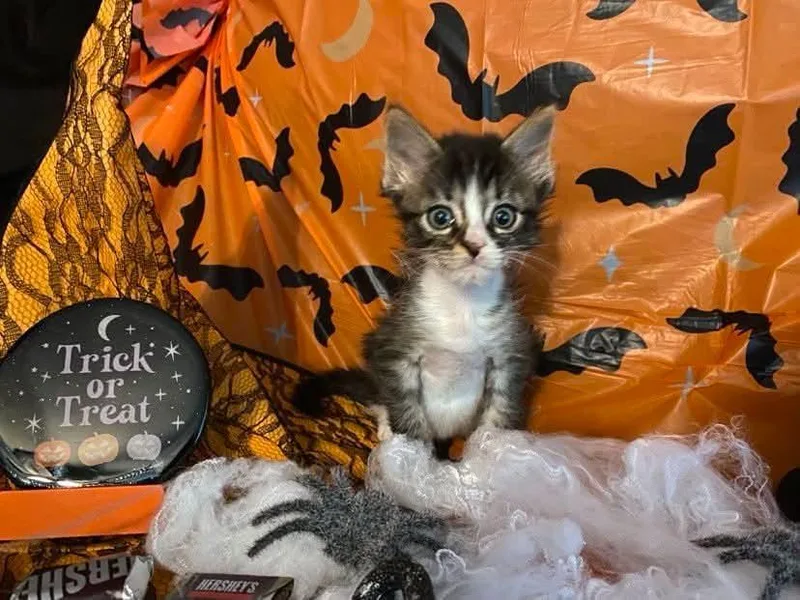 A baby small-sized male Domestic Short Hair cat named Mouth for adoption in Effingham, IL