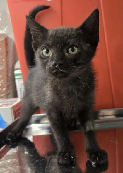 A baby small-sized female Domestic Short Hair cat named Christina Yang for adoption in Fresno, CA