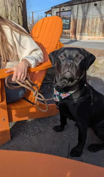 An adult large-sized female Labrador Retriever dog named Xena for adoption in Atlanta, GA