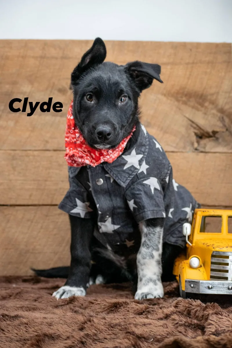 Clyde