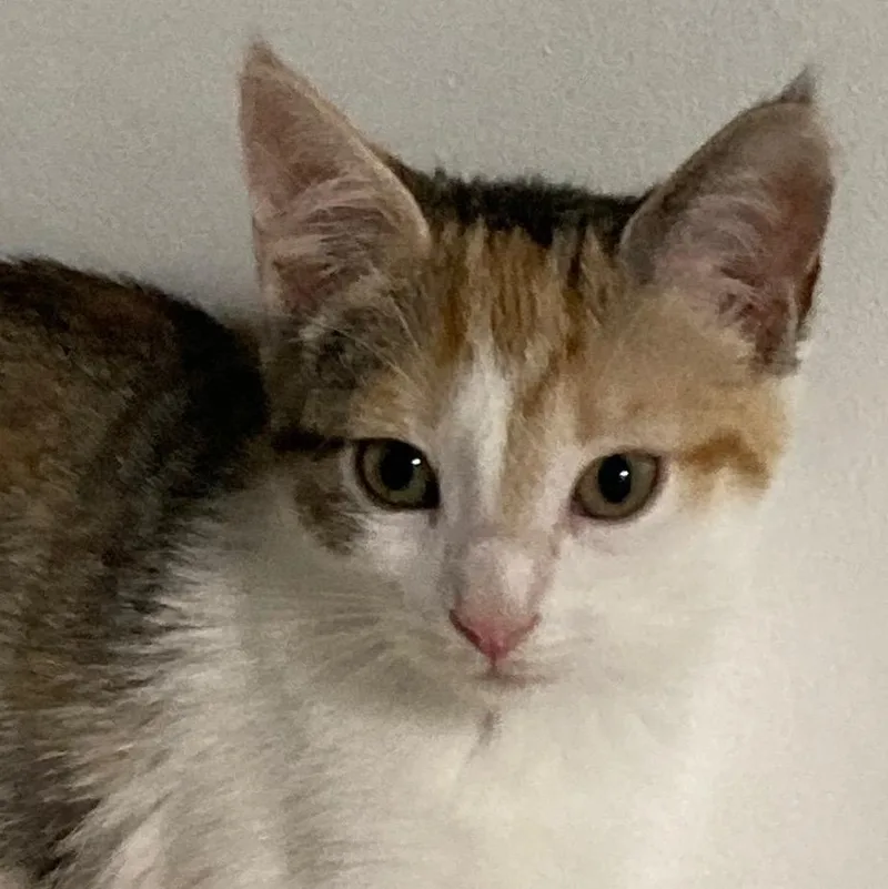 A baby medium-sized female Calico Domestic Short Hair cat named Cupcake for adoption in Watkinsville, GA