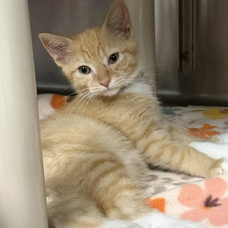 A baby small-sized male Orange / Red Domestic Short Hair cat named Oxheart for adoption in Marion, VA