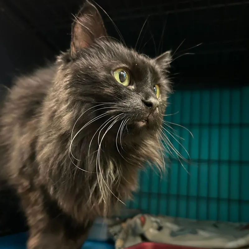 An adult medium-sized female Domestic Long Hair cat named Love Bug for adoption in Davenport, IA