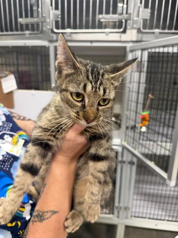 A young large-sized male Domestic Short Hair cat named Tobias for adoption in Greensburg, IN