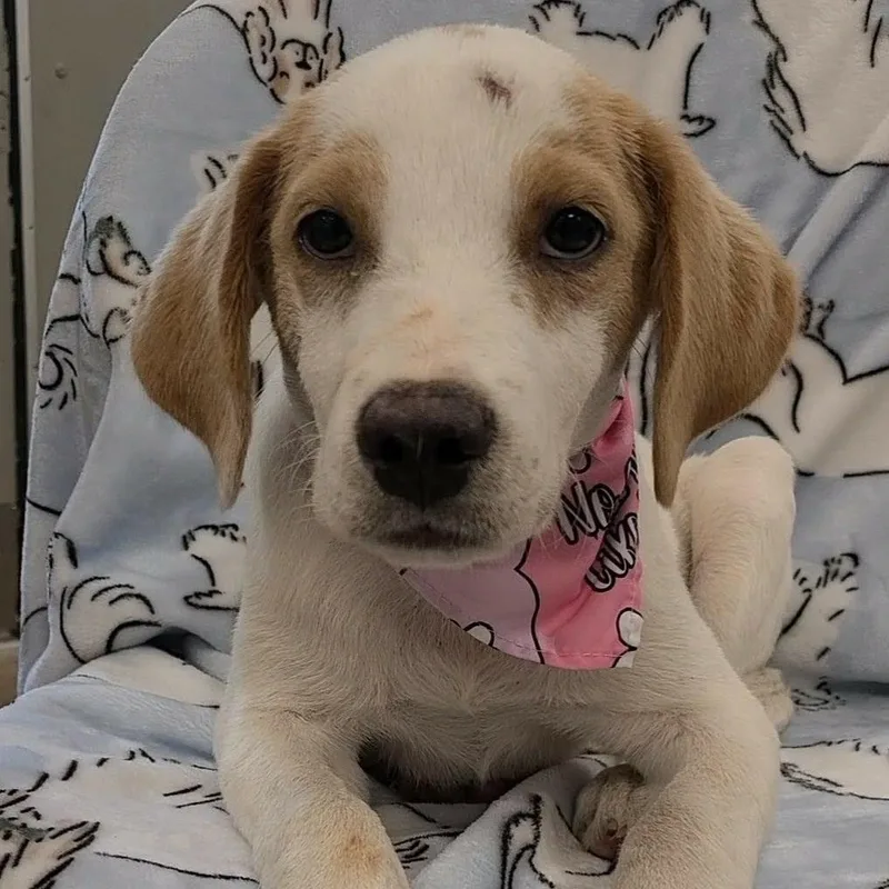 A young medium-sized female Pointer dog named Helaena for adoption in Woolwich, ME