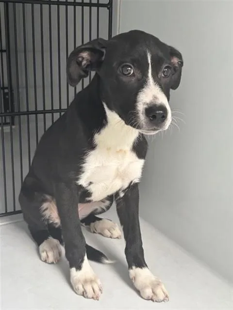 A baby medium-sized female Labrador Retriever dog named Shakira for adoption in Houston, TX