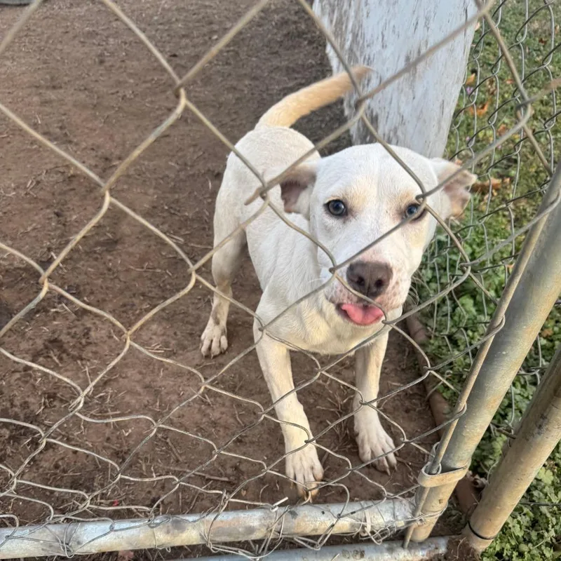 A young medium-sized female White / Cream Mixed Breed dog named Roxy for adoption in Tulsa, OK