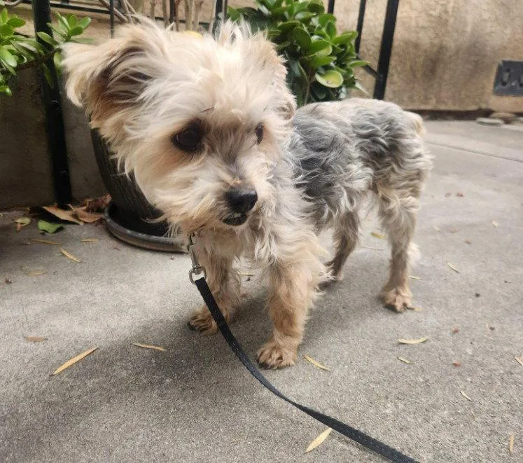 An adult small-sized male Yorkshire Terrier dog named Toffee for adoption in San Diego, CA