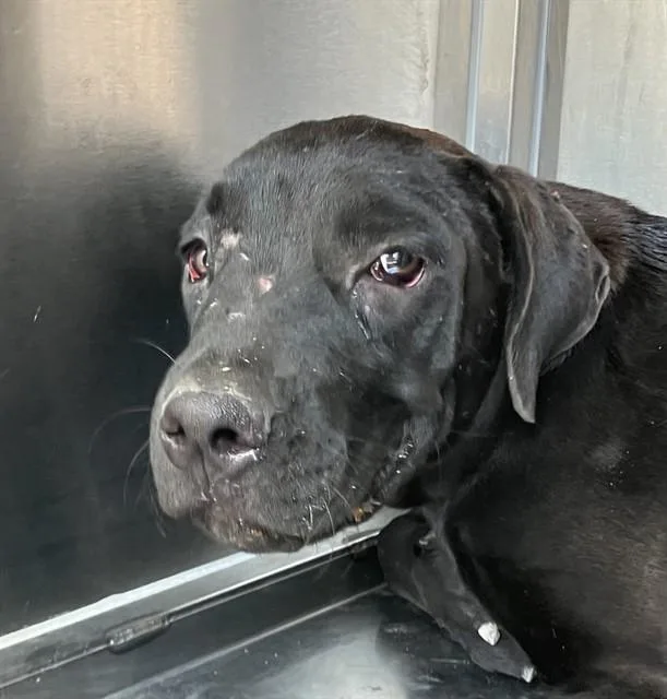 A young large-sized female Mixed Breed dog named Diesel for adoption in Dallas, TX