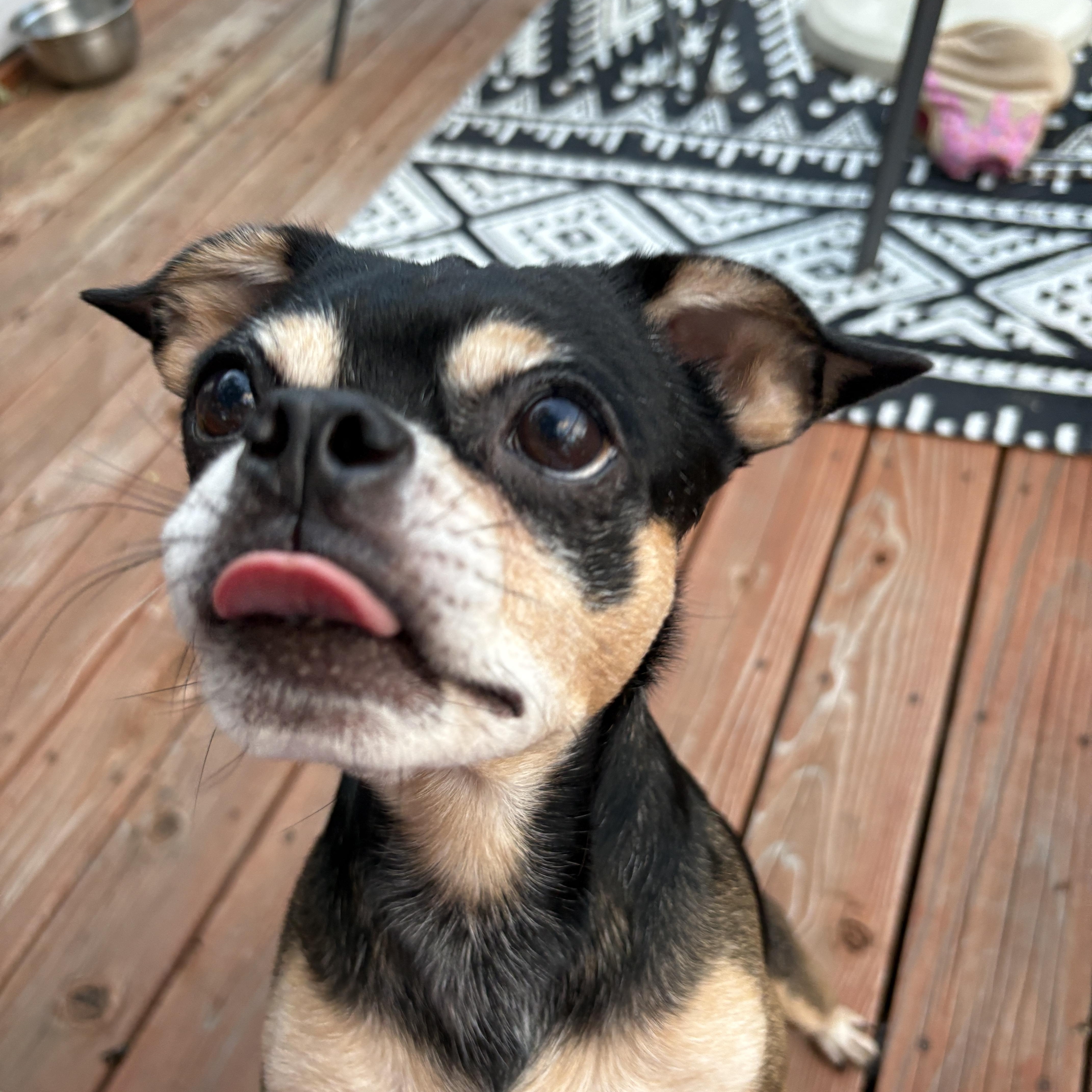 An adult small-sized male Pug dog named Lenny for adoption in Denver, CO
