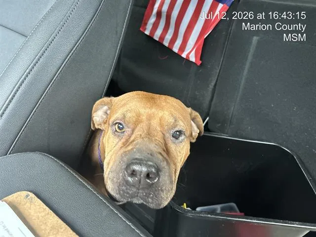 An adult medium-sized female Shar-Pei dog named Sweetums for adoption in Ocala, FL