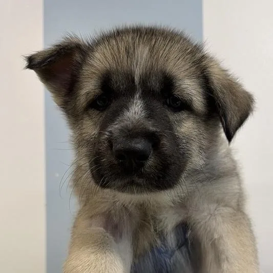 A baby small-sized male Husky dog named Briogio for adoption in Los Angeles, CA