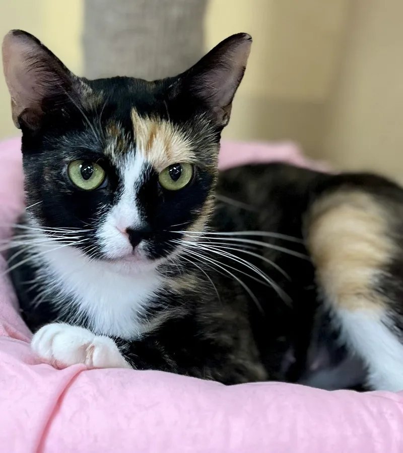 An adult medium-sized female Calico cat named Nell for adoption in Lawrenceville, GA