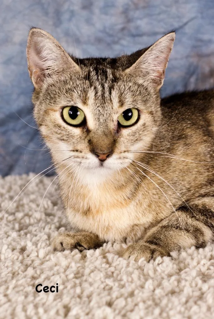 A baby medium-sized female Domestic Short Hair cat named Ceci for adoption in Gilbert, AZ