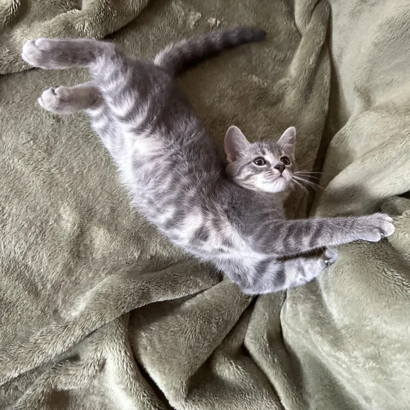 A baby medium-sized female Tabby (Gray / Blue / Silver) Domestic Short Hair cat named Zelda for adoption in Lemoyne, PA