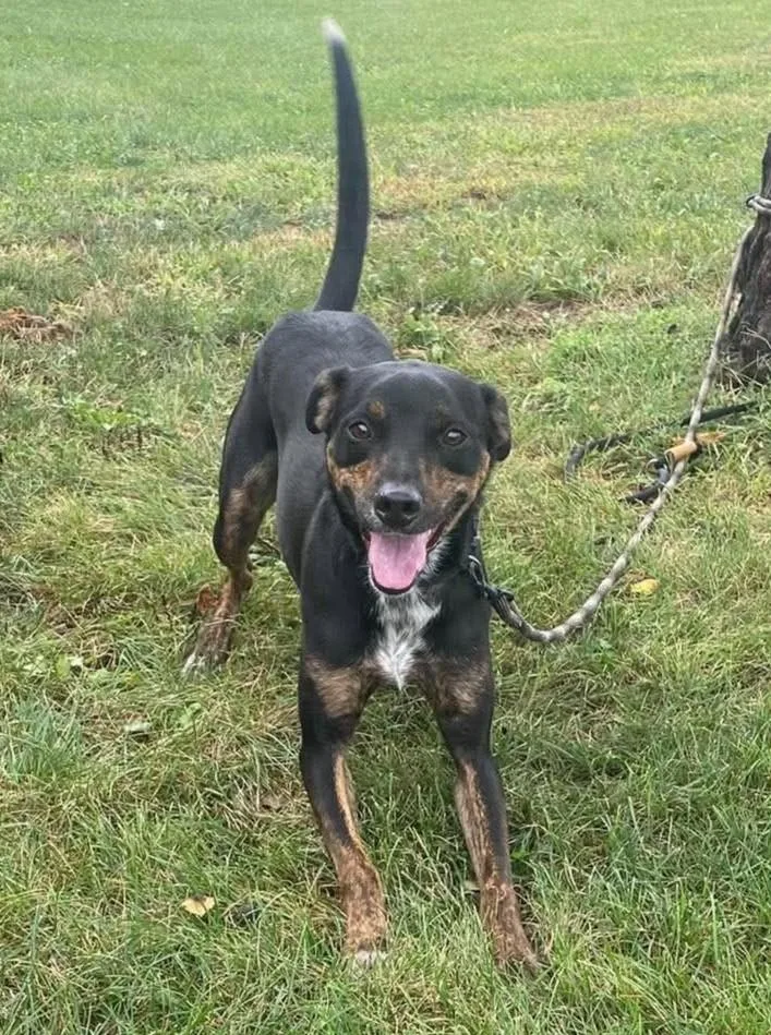 An adult medium-sized male Australian Cattle Dog / Blue Heeler dog named Cohen  Alfalfa for adoption in Maryville, MO