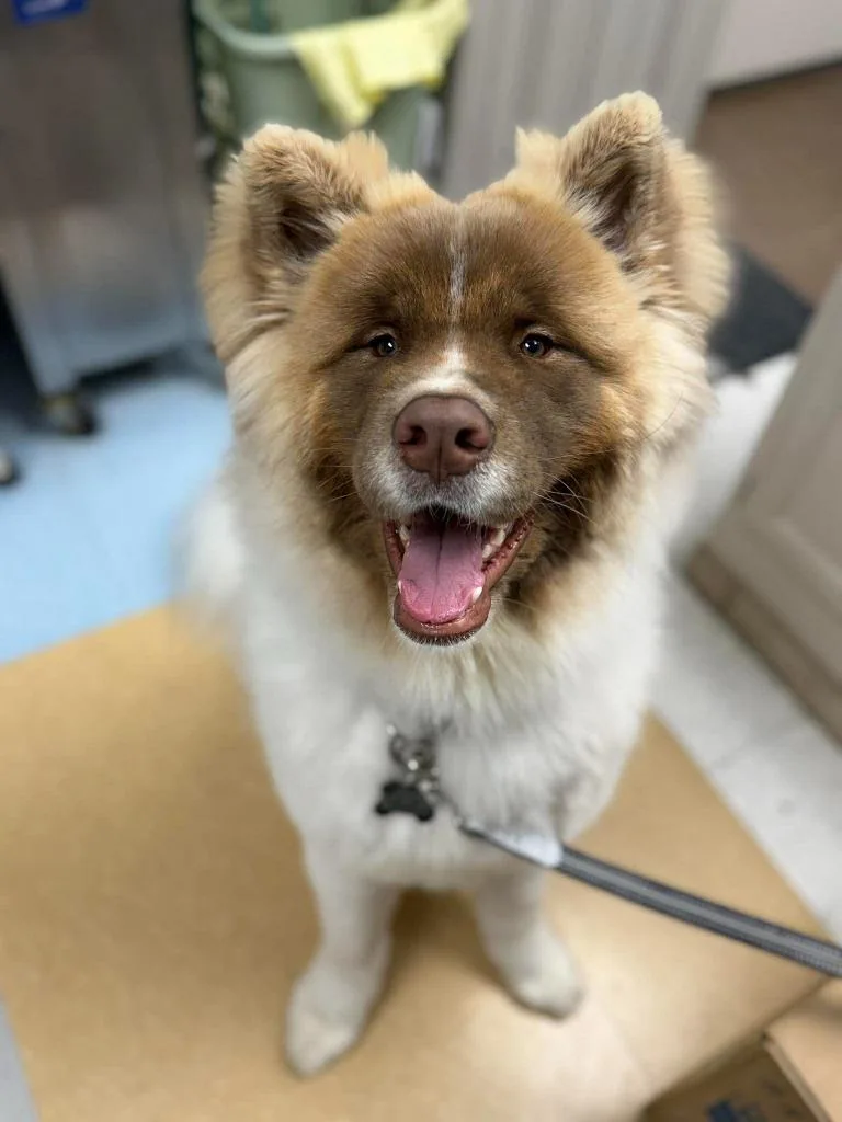 A young large-sized male Akita dog named Wookiee for adoption in Raleigh, NC