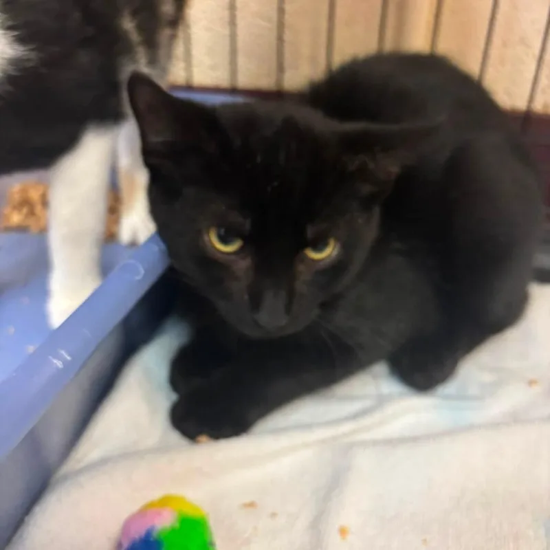 A baby small-sized male Black Domestic Short Hair cat named Teddy for adoption in Waynesboro, PA