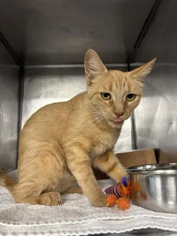 A young large-sized female Domestic Short Hair cat named Drew for adoption in Panama City, FL