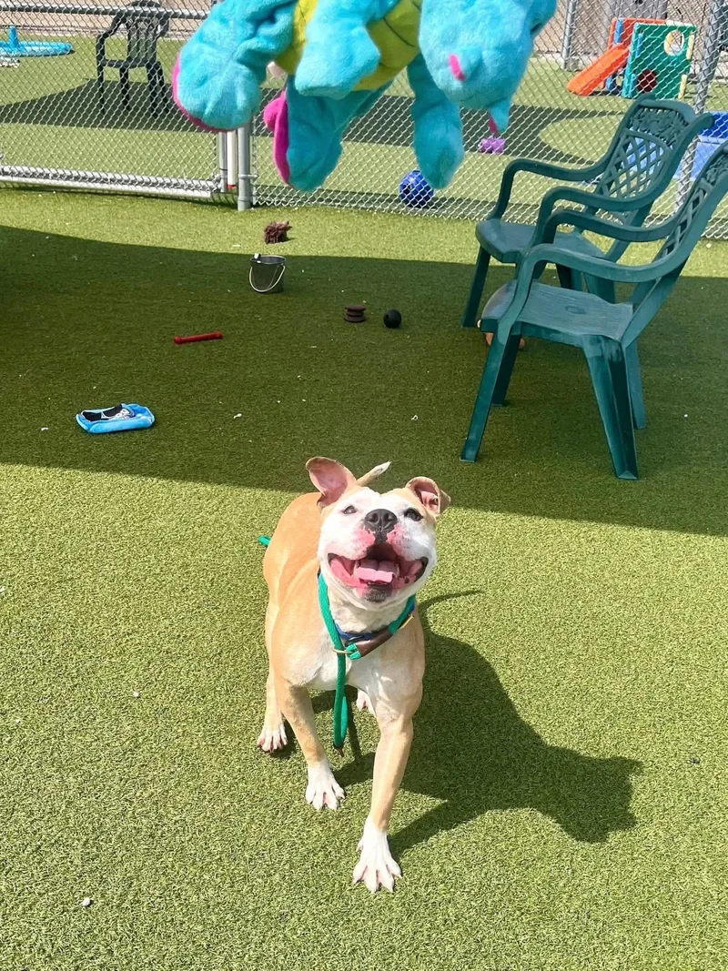 Pork Chop thumbnail 2