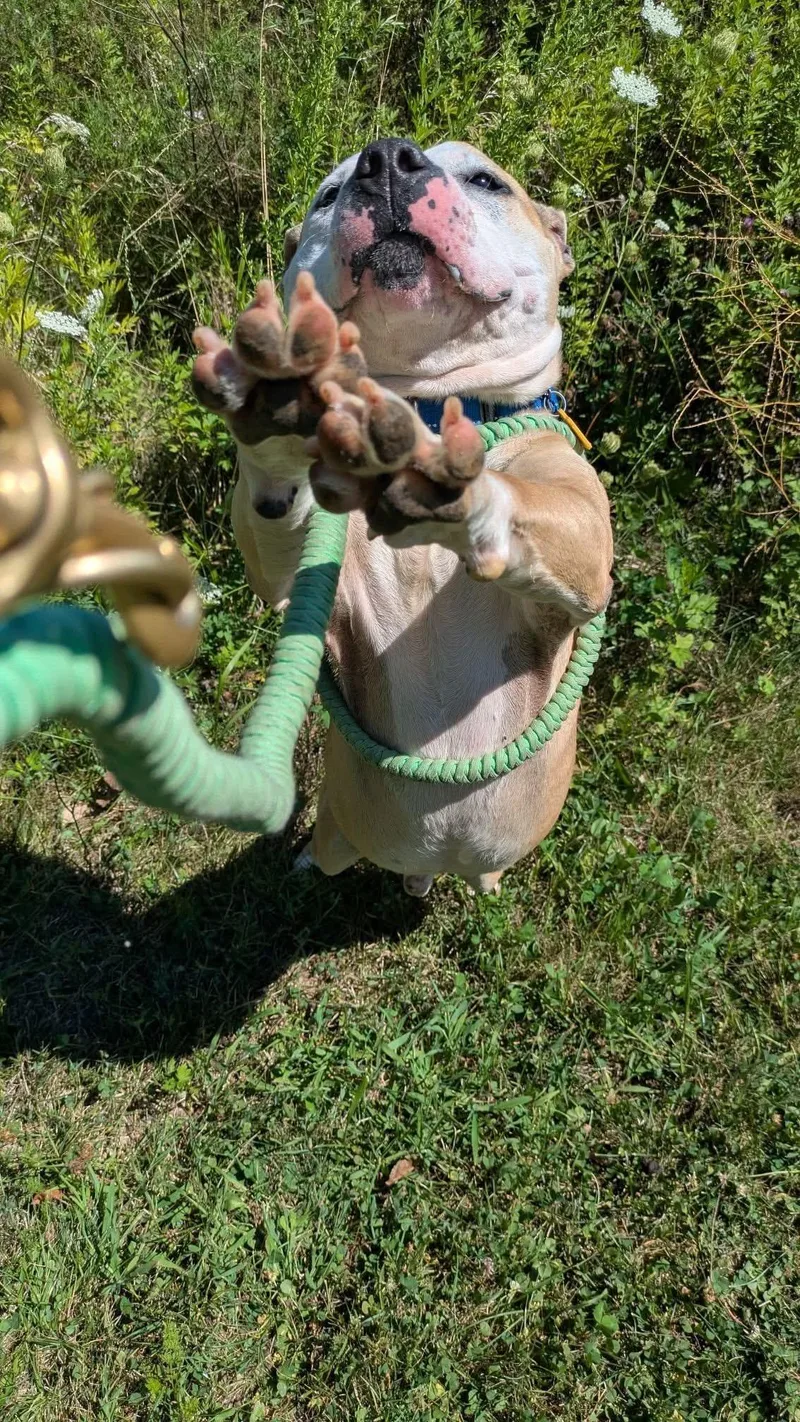 Pork Chop thumbnail 3