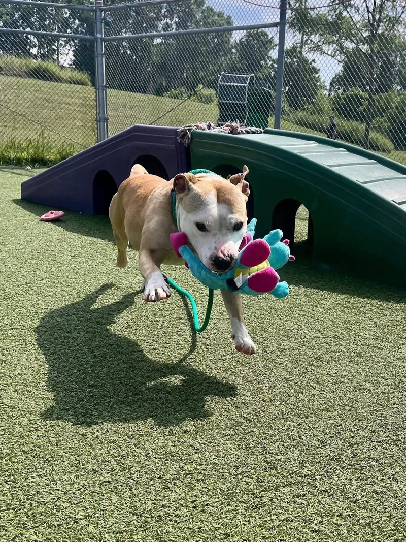 Pork Chop thumbnail 4