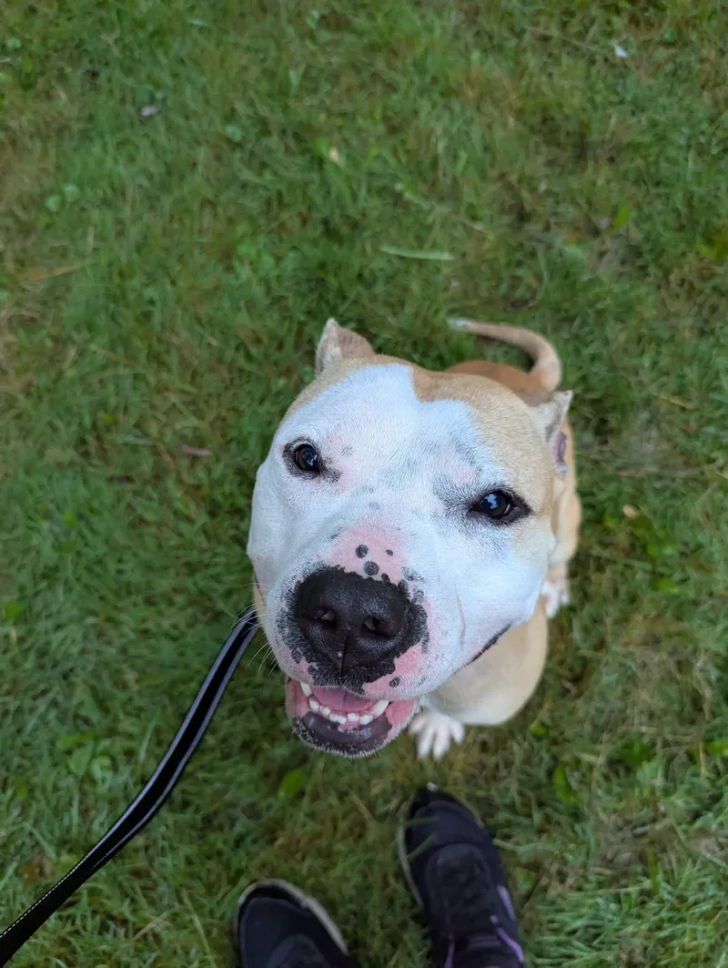 Pork Chop thumbnail 5