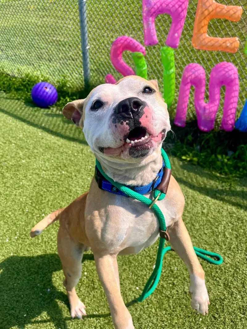 Pork Chop thumbnail 6