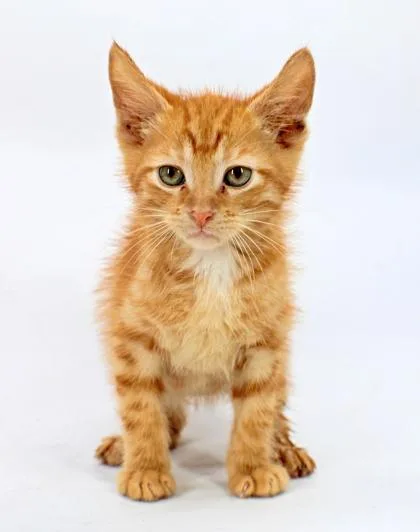 A baby small-sized male Domestic Short Hair cat named Frodo for adoption in Morton Grove, IL
