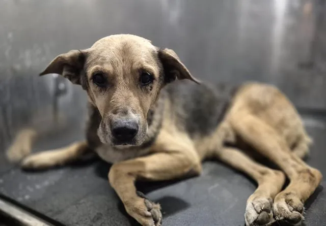 An adult medium-sized male German Shepherd Dog dog named Koro for adoption in San Antonio, TX