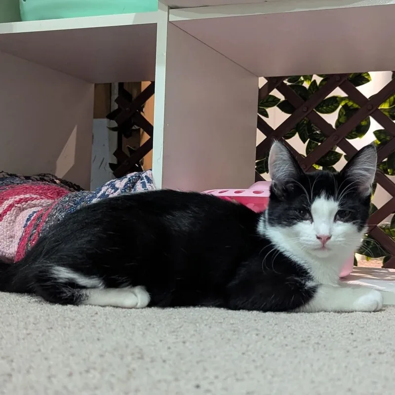 A baby medium-sized female Tuxedo cat named Fern for adoption in Kentwood, MI