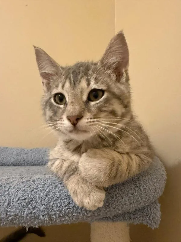 A young medium-sized male Tabby cat named Cubs for adoption in Knoxville, TN