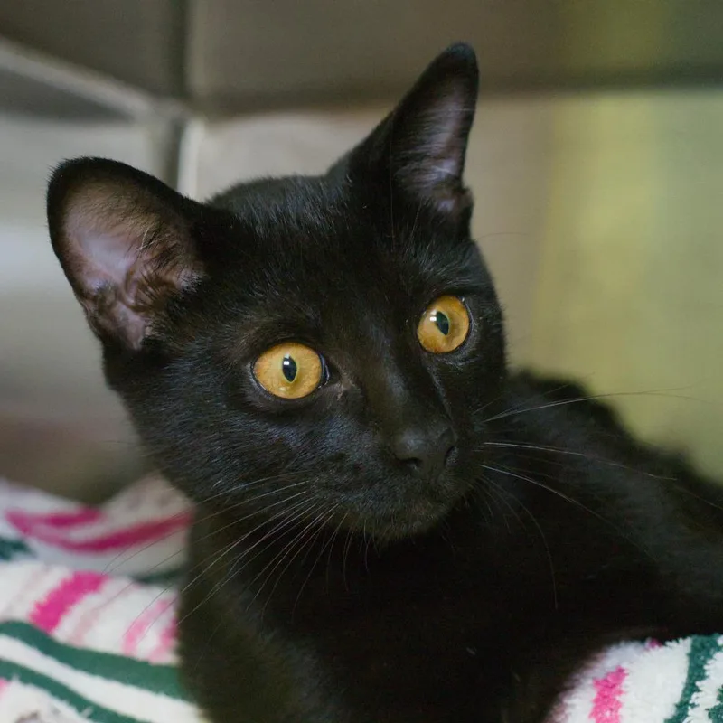A baby medium-sized female Domestic Short Hair cat named Pizza Hut for adoption in Shoreline, WA