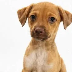 A baby medium-sized female White / Cream Mixed Breed dog named Melocoton for adoption in Fredericksburg, VA