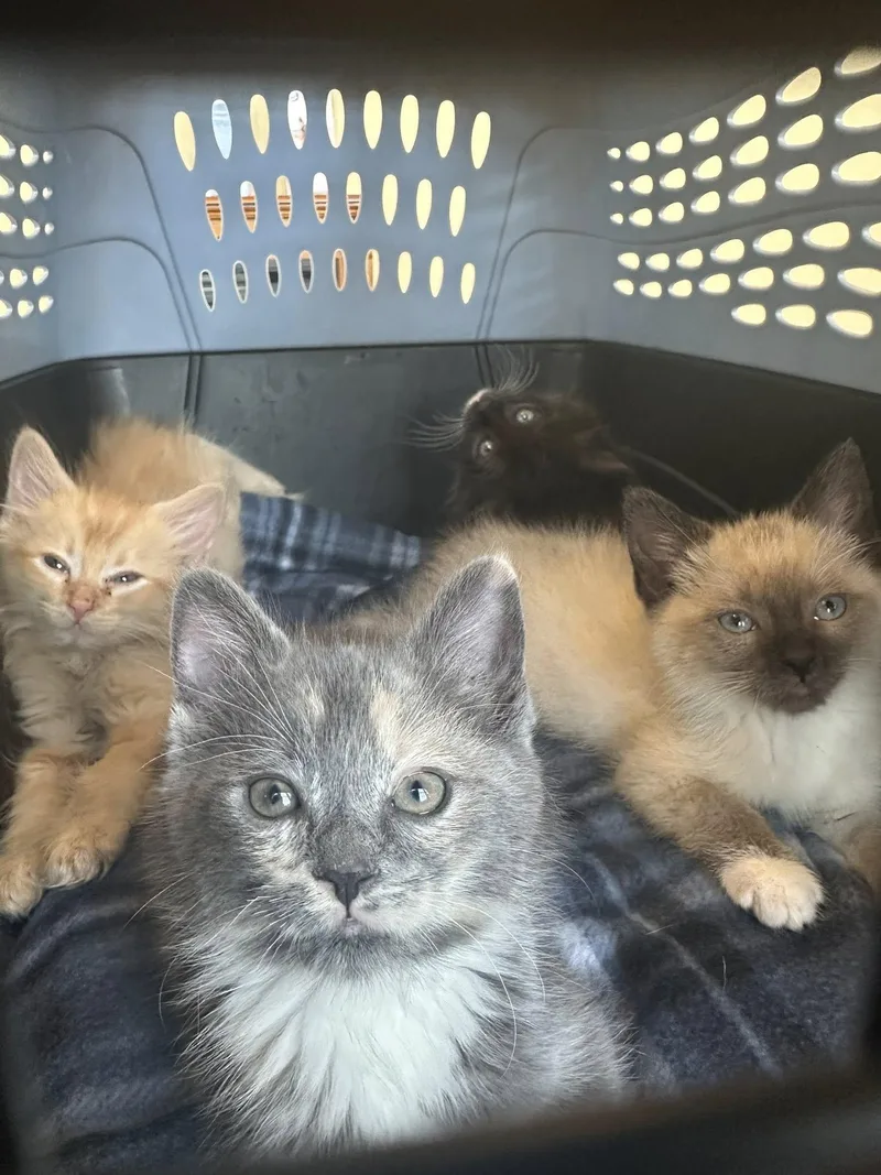 Eggplant thumbnail 2