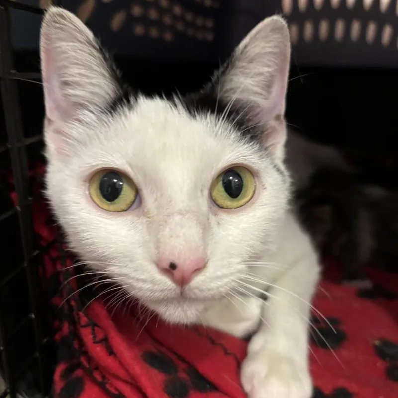 An adult medium-sized female White Domestic Short Hair cat named Bianca for adoption in Los Angeles, CA