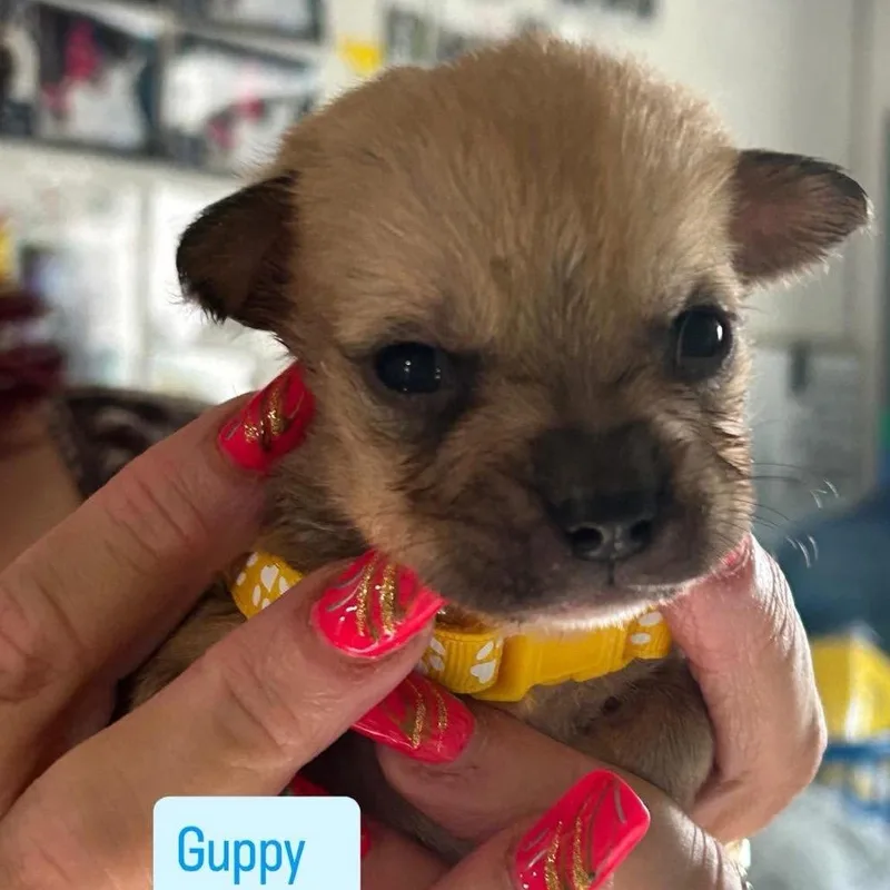 Guppy