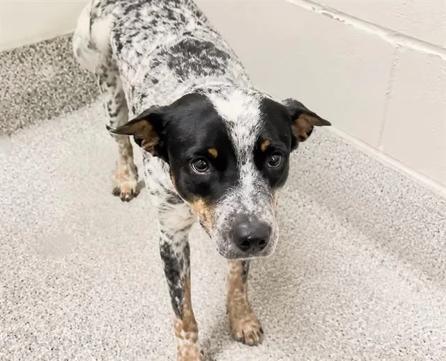 An adult medium-sized male Australian Cattle Dog / Blue Heeler dog named Rocket for adoption in Houston, TX
