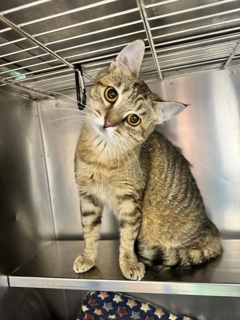 A young medium-sized female Tabby (Brown / Chocolate) Domestic Short Hair cat named Lilo for adoption in Oak Ridge, TN