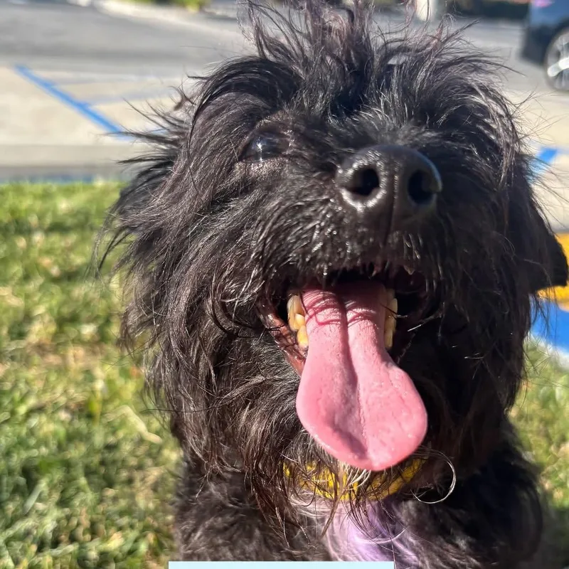 An adult small-sized male Black Mixed Breed dog named Bodie for adoption in Rancho Santa Margarita, CA