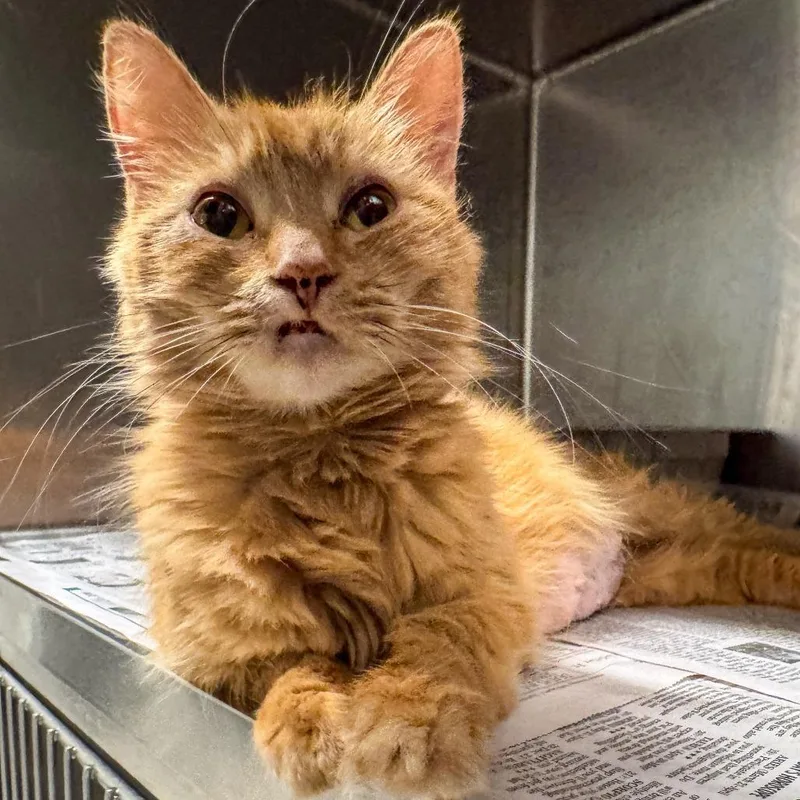 A young medium-sized female Orange / Red Domestic Medium Hair cat named Yoda for adoption in Kennebunk, ME