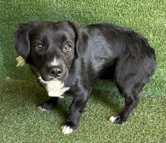 An adult small-sized female Beagle dog named Gabby for adoption in Lancaster, CA