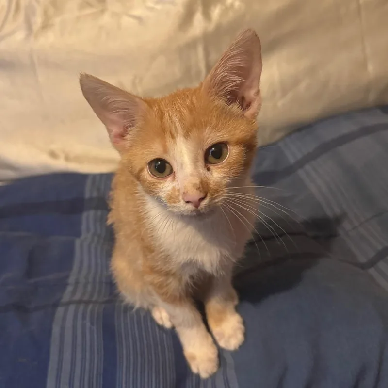A baby small-sized male Orange / Red Domestic Short Hair cat named Cheddar for adoption in Columbus, GA