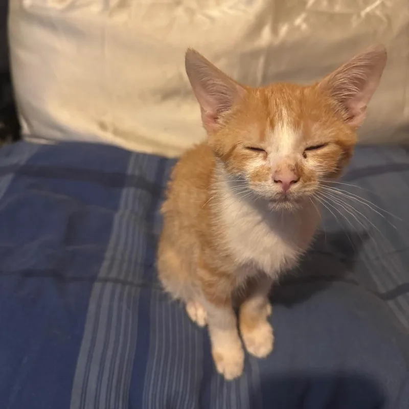 Cheddar thumbnail 2
