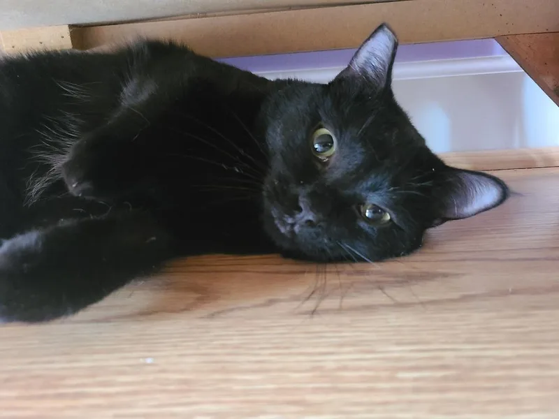 A young medium-sized male Black Domestic Short Hair cat named Binky for adoption in Morganton, NC