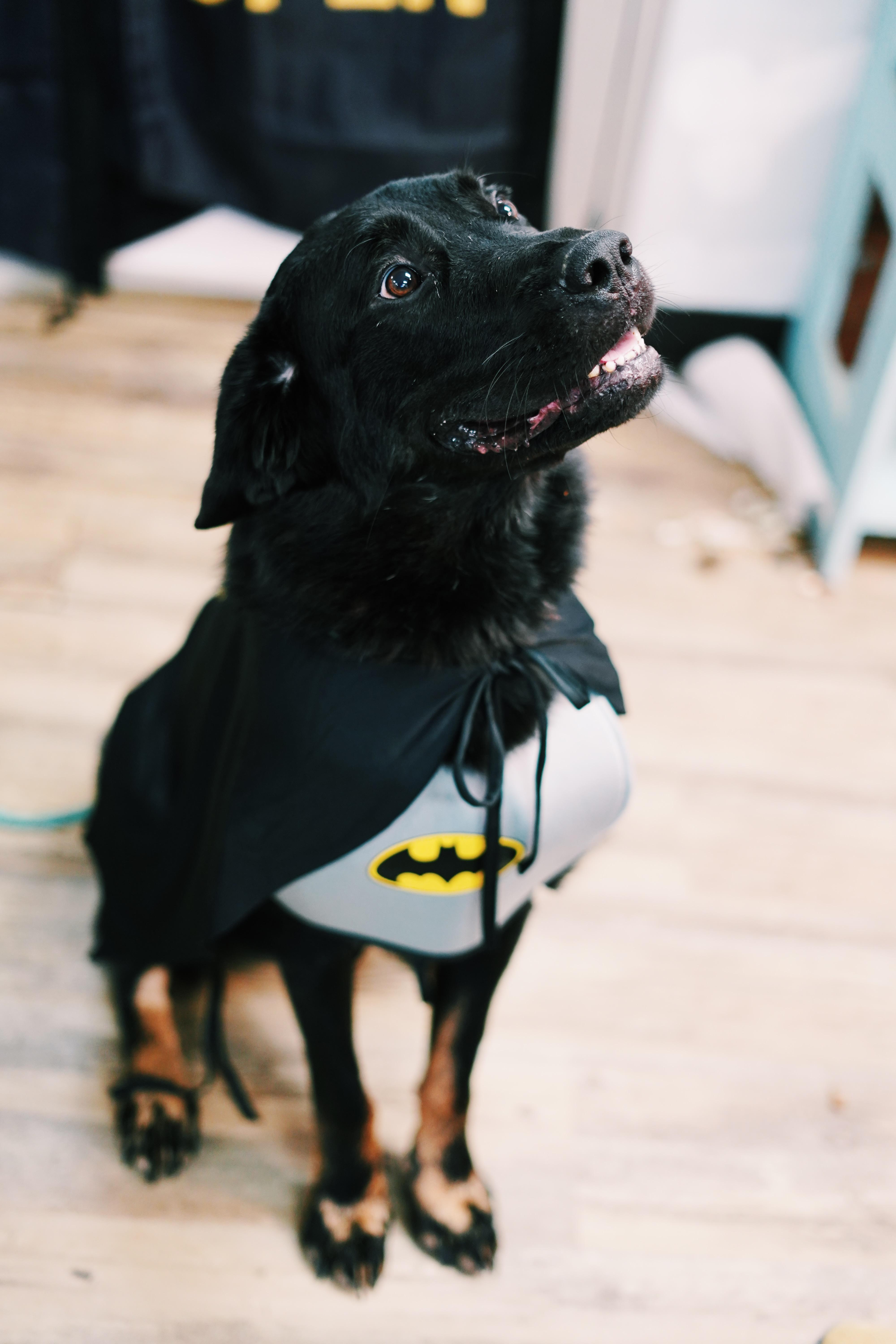 Bohdi