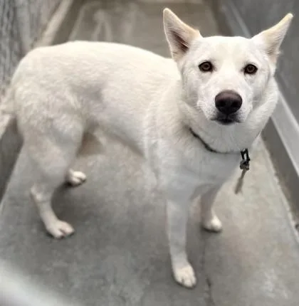 An adult large-sized female Siberian Husky dog named Aria for adoption in Burlington, WA