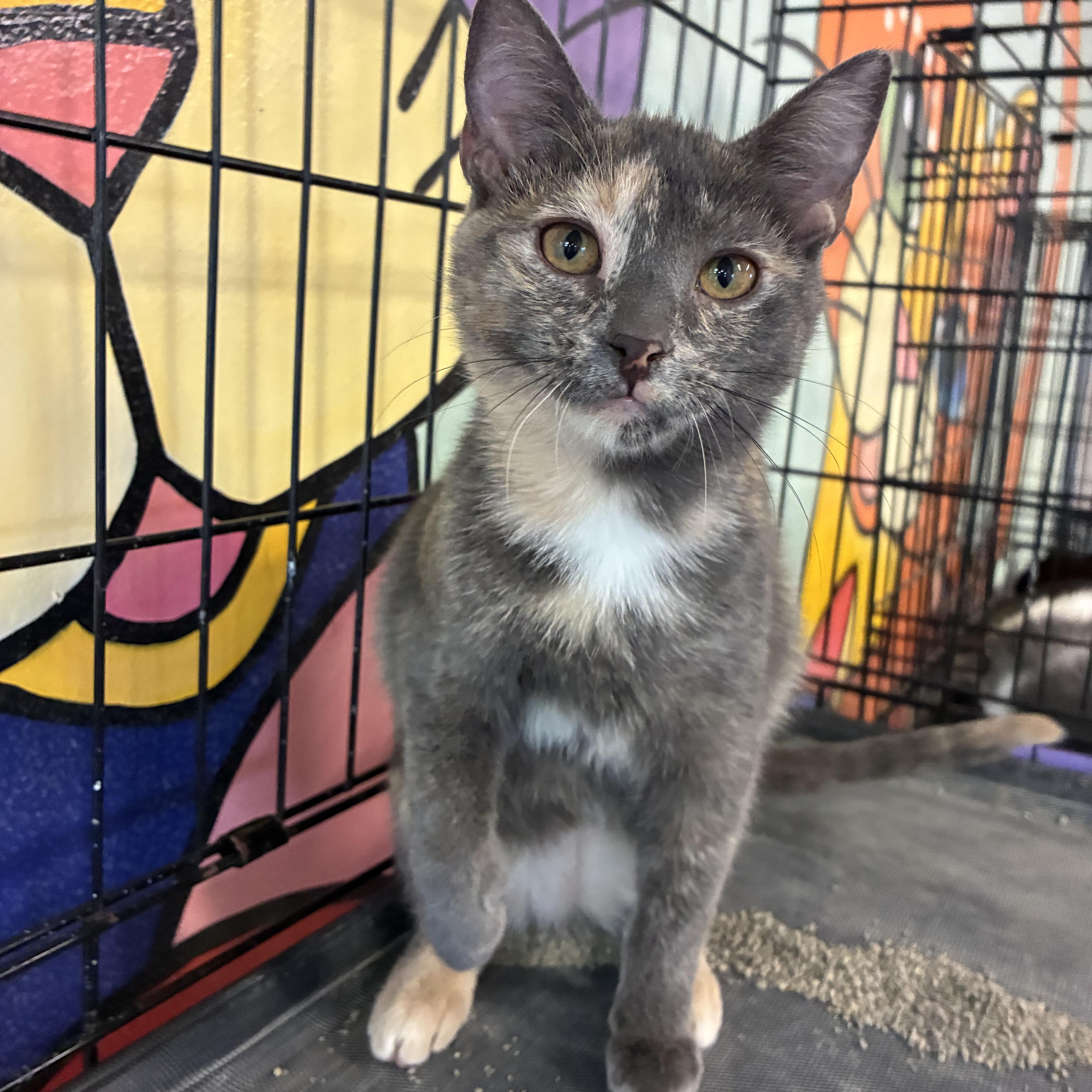 A baby medium-sized female Dilute Calico Domestic Short Hair cat named Marta for adoption in Breinigsville, PA