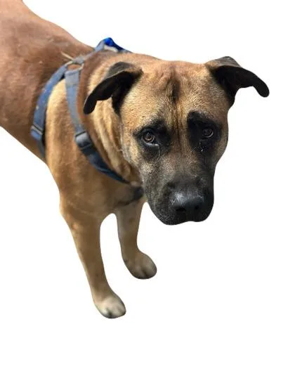 An adult large-sized male Pit Bull Terrier dog named Brutus for adoption in Red Bluff, CA